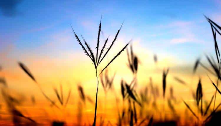 Friedliche Szene symbolisiert innere Ruhe und Balance